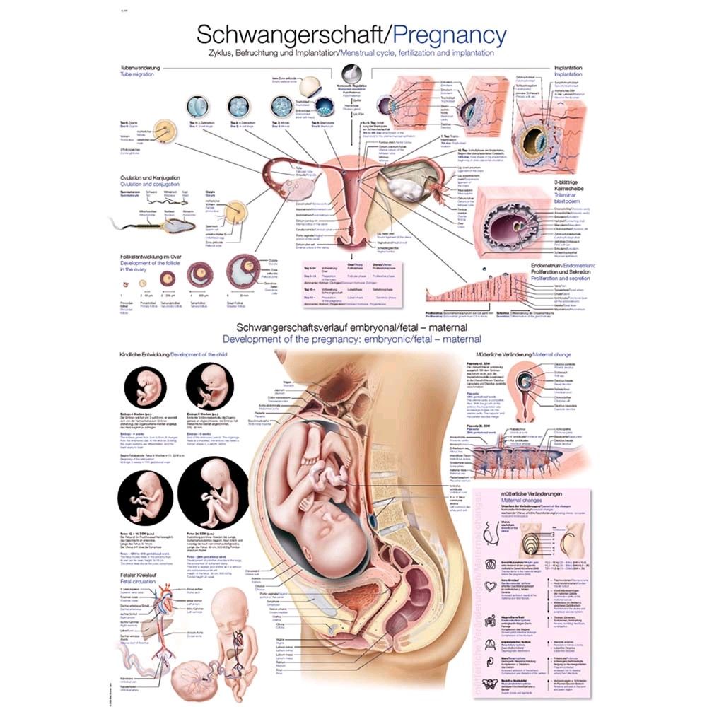 Anatomisches Schwangerschafts-Poster mit Übersicht zu Embryonal‑/Fetalentwicklung und Implantation