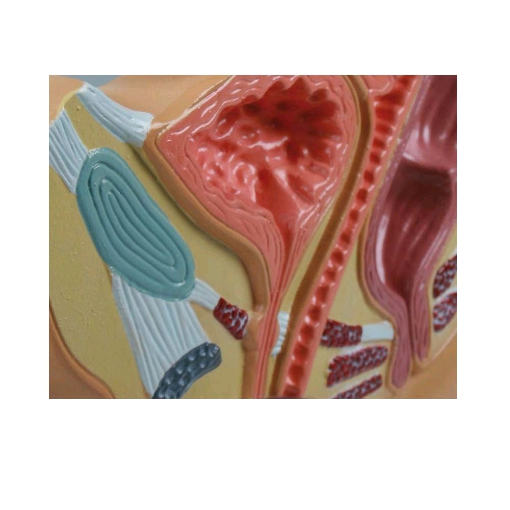 Nahaufnahme vom weiblichen Beckenschnitt mit Gebärmutter- und Gewebeschnitt