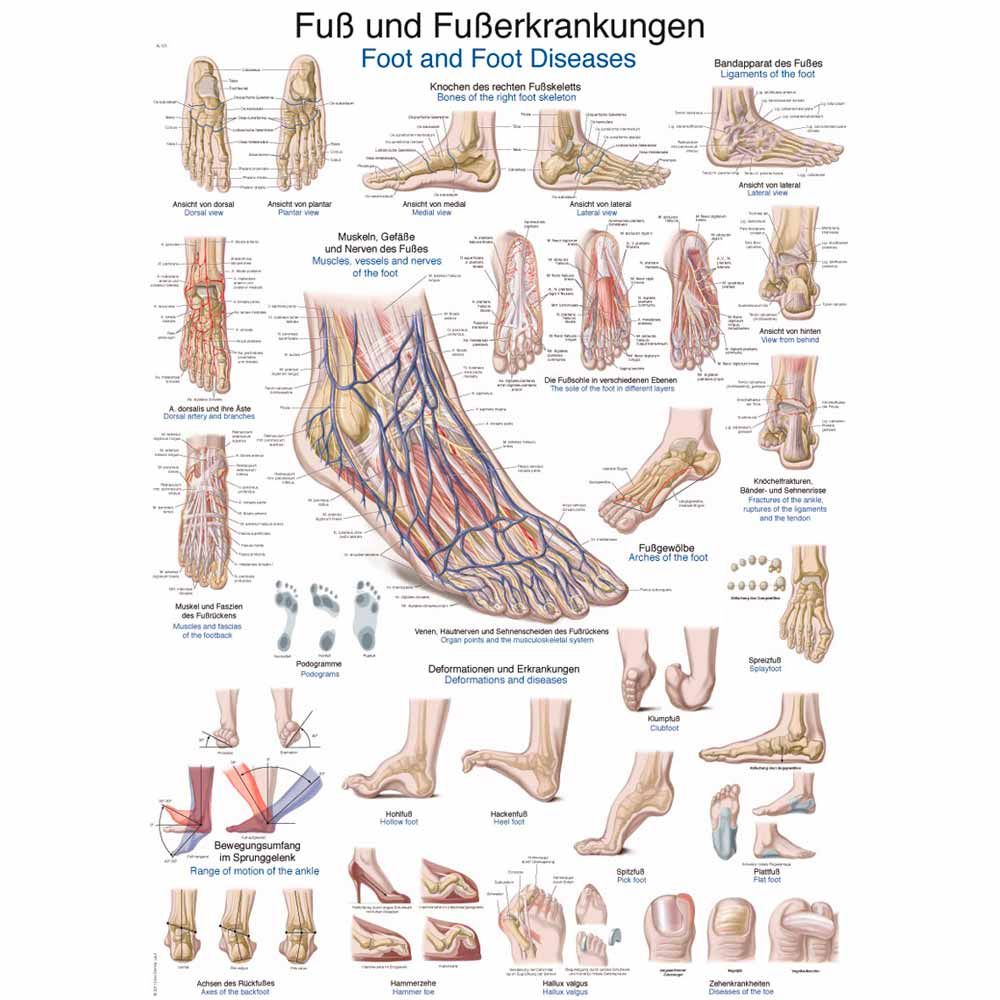 Anatomische Lehrtafel zu Fuß- und Fußerkrankungen mit Beschriftungen und Abbildungen