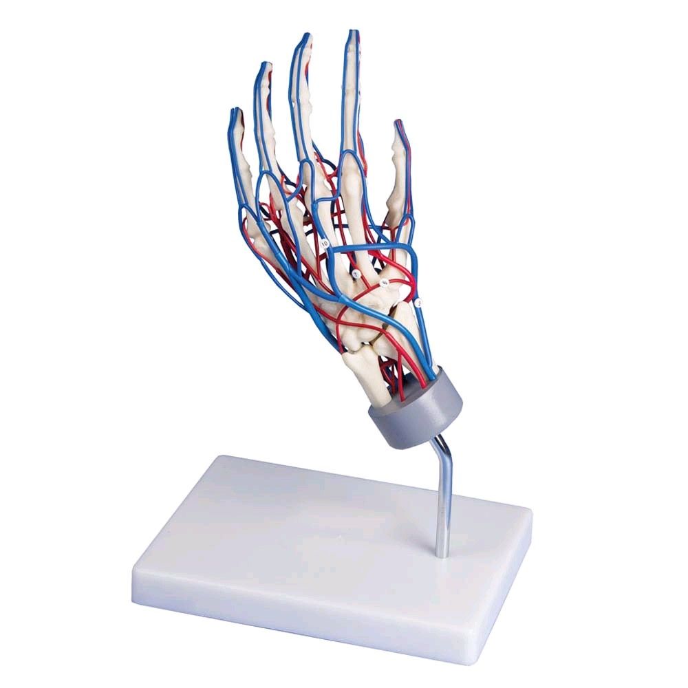 Erler Zimmer anatomisches Hand-Skelett mit Gefäßen, drehbar auf Stativ, Frontansicht