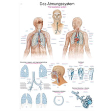 Lehrtafel Atemsystem als Kunstdruck mit anatomischer Darstellung von Lunge und Bronchien