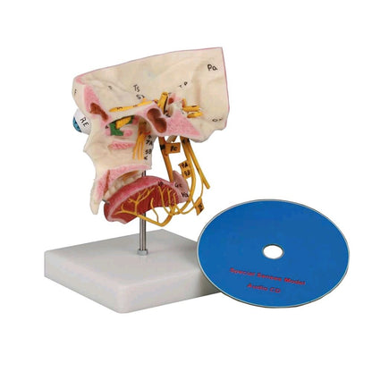 Lebensgroßes Sinnesorgan-Modell, anatomischer Kopf mit Disk CD und Ständer