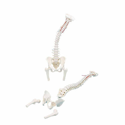 Wirbelsäulenmodell mit Becken und Oberschenkeln, anatomisches Kunststoffmodell