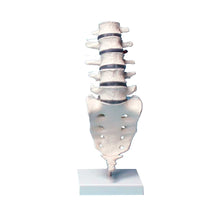 Erler Zimmer Lendenwirbelsäulenmodell auf Stativ, beweglich, anatomisch
