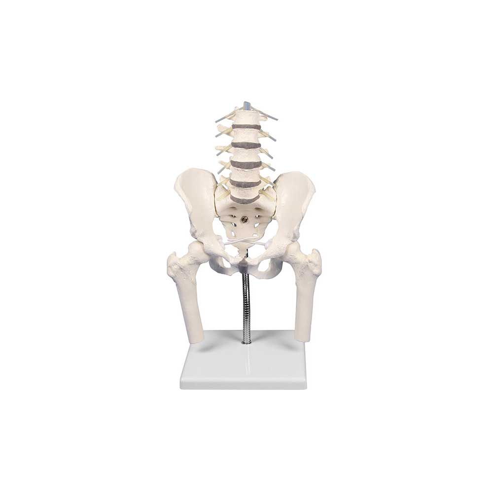 Anatomisches Becken-Oberschenkelmodell mit Lendenwirbelsäule auf Sockel