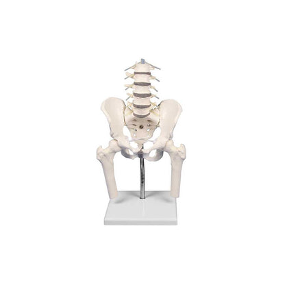 Anatomisches Becken-Oberschenkelmodell mit Lendenwirbelsäule auf Sockel