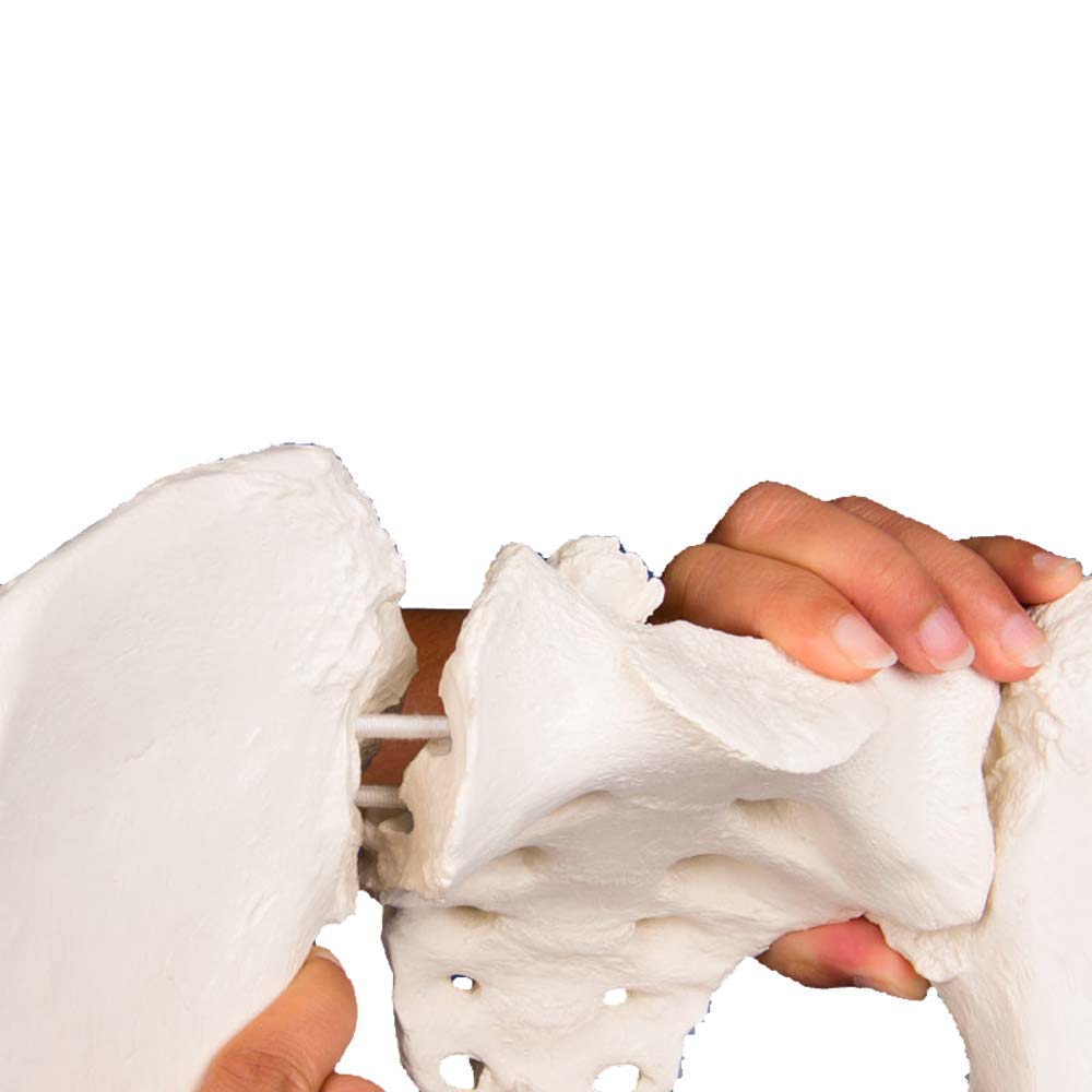 Erler Zimmer Beckenmodell, weiblich, flexibel – Hand hält das Detail am Hüftknochen