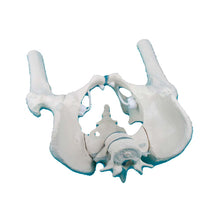 Beckenmodell des männlichen Beckens mit Kreuzbein und Oberschenkelstümpfen, anatomisch