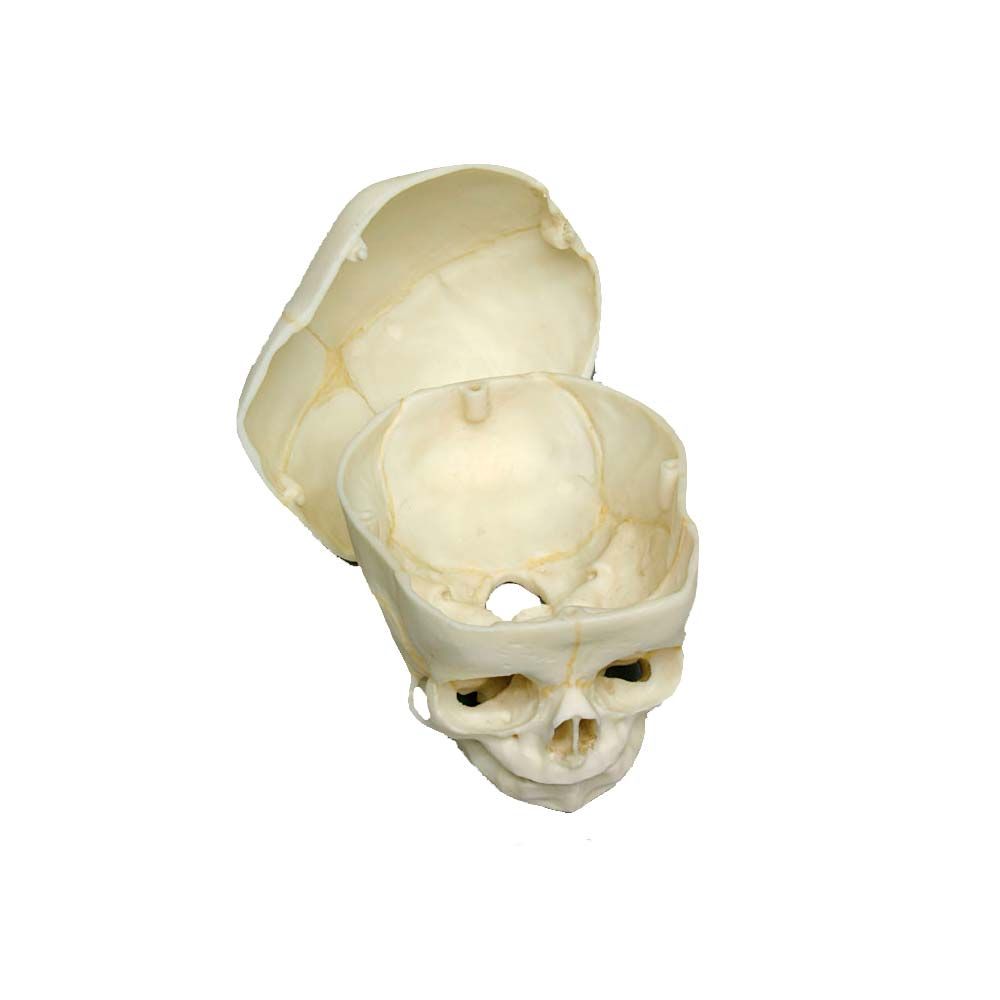Fetusschädel-Modell (40. Woche) mit abnehmbarem Schädeldach, hellbeige Darstellung