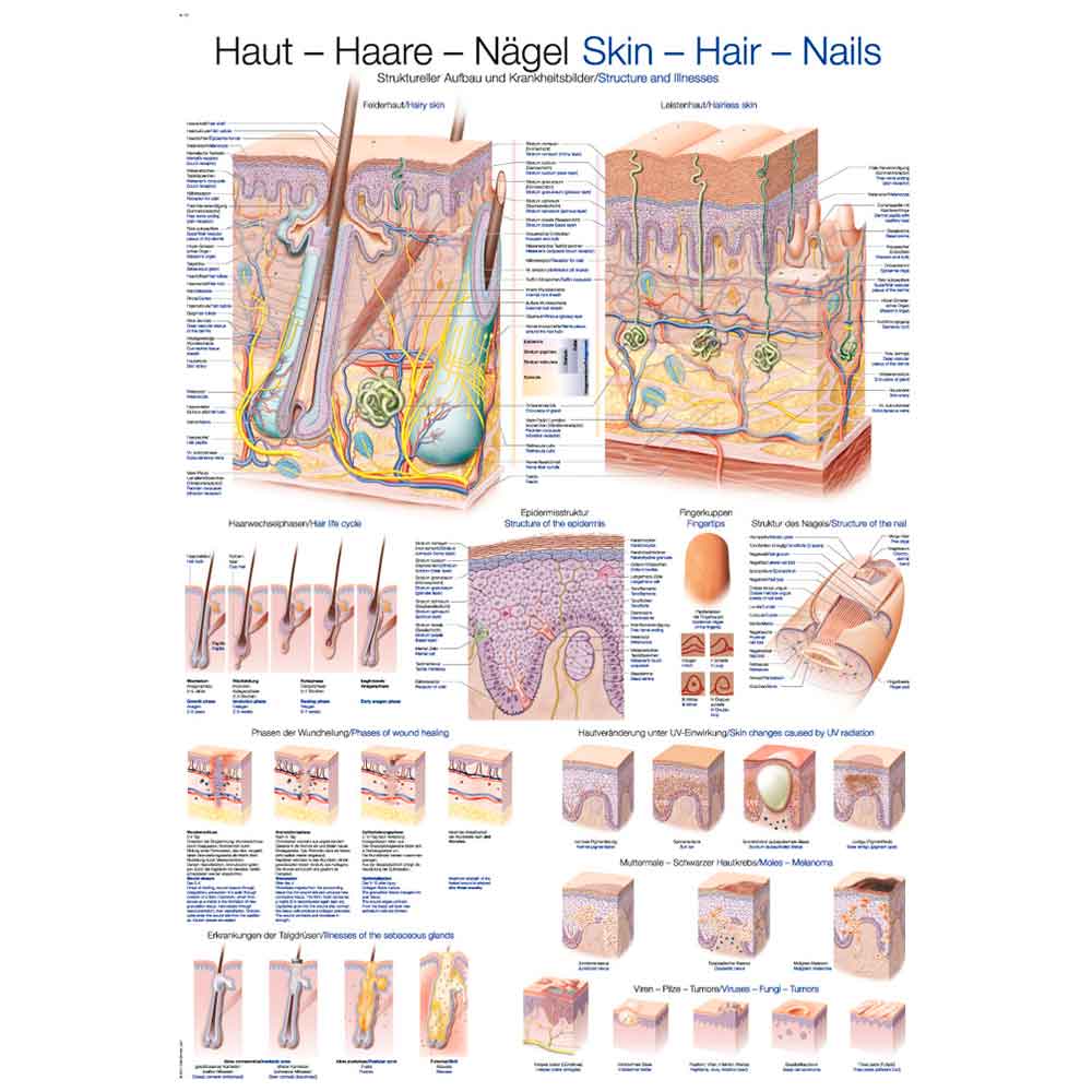Anatomische Lehrtafel zu Haut, Haaren und Nägeln mit beschrifteten Querschnitten