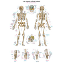 Anatomische Lehrtafel mit menschlichem Skelett: Ganzkörperdarstellung und Detailansichten von Kopf, Händen
