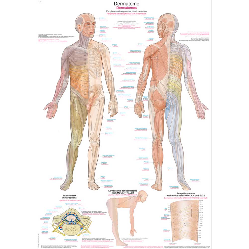Anatomische Lehrtafel Dermatomkarte mit Markierungen an Rumpf und Armen
