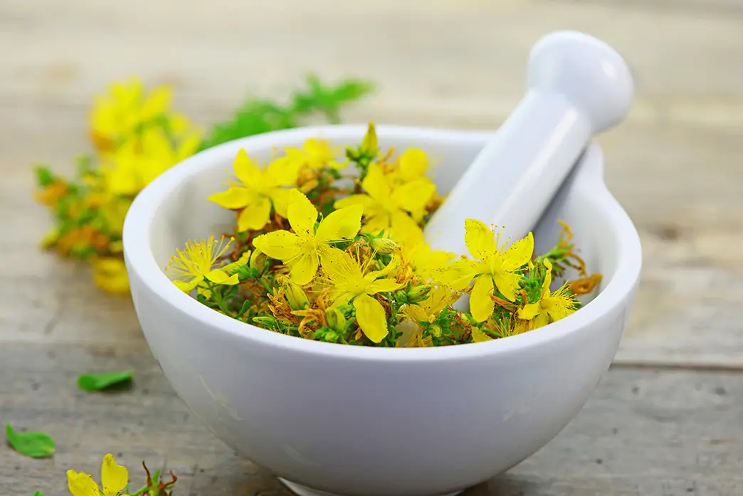 Yellow St. John's Wort flowers in a white ceramic mortar