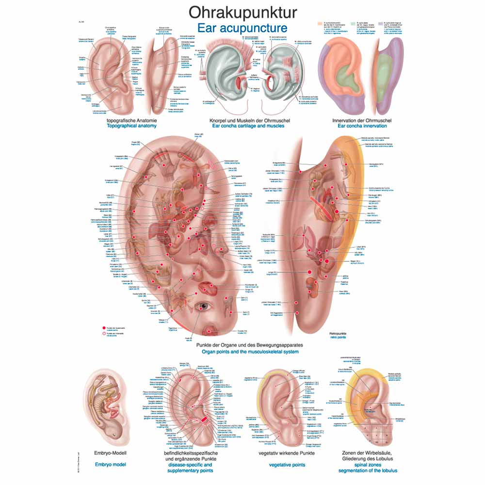 Erler Zimmer anatomische Lehrtafel - "Ohrakupunktur", 70x100cm