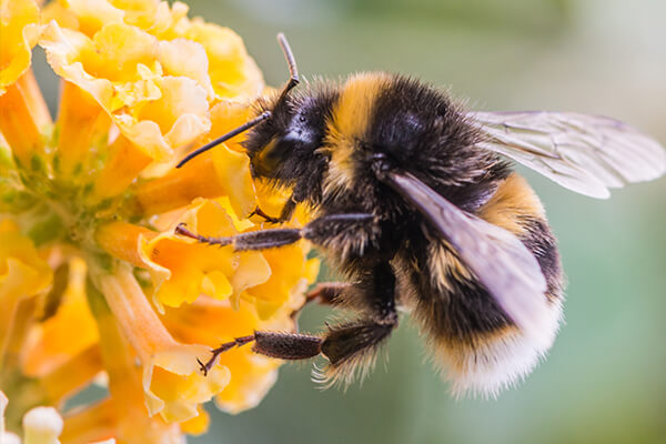 Eine Heummel, die Nektar von der Blume sammelt