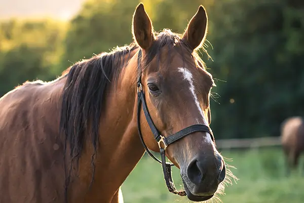 Ein Pferd steht auf einer Weide